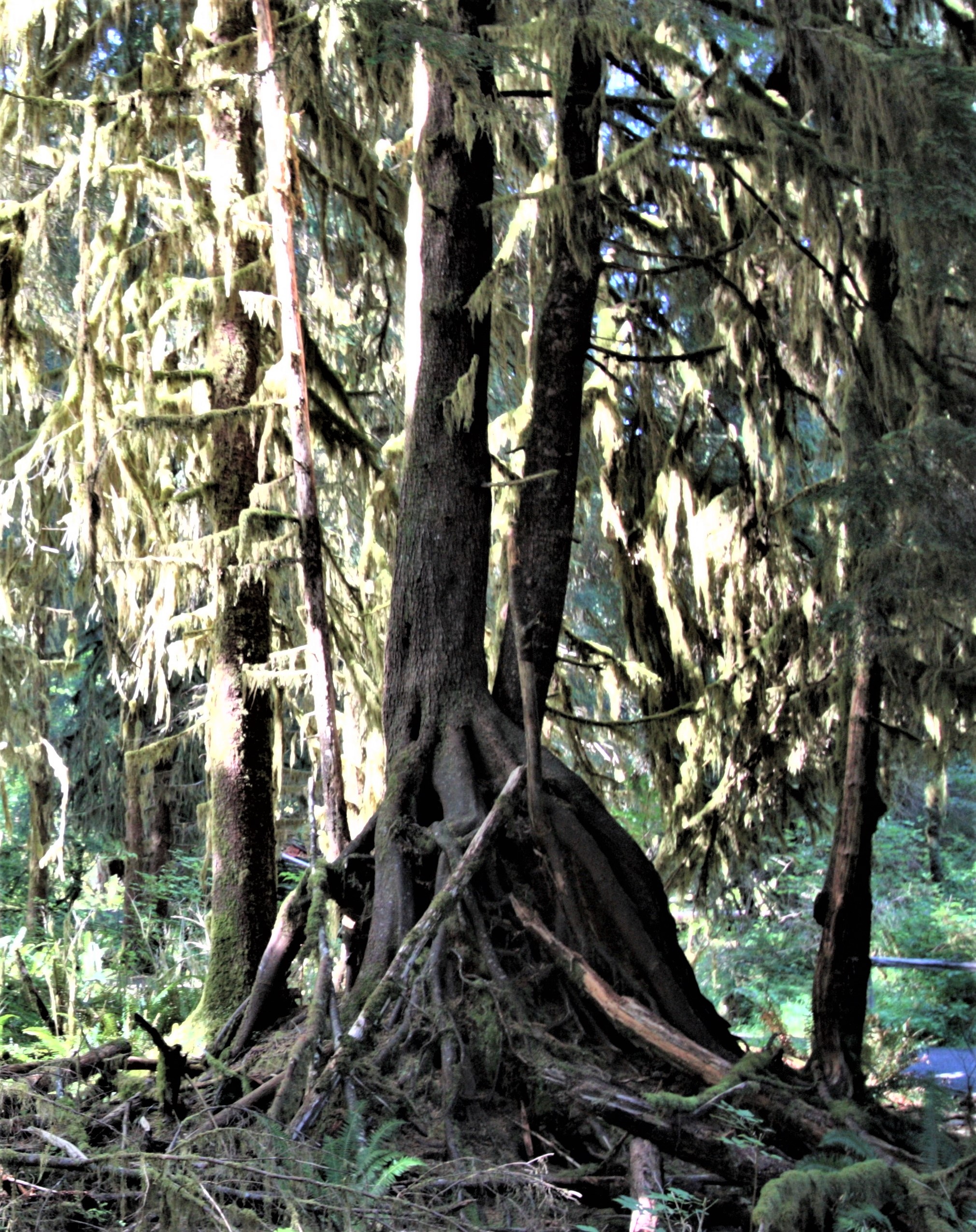 Olympic NP